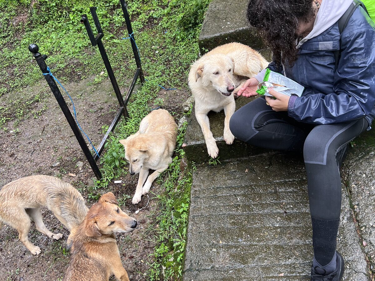 Fütterung der Straßenhunde in Dharamkot