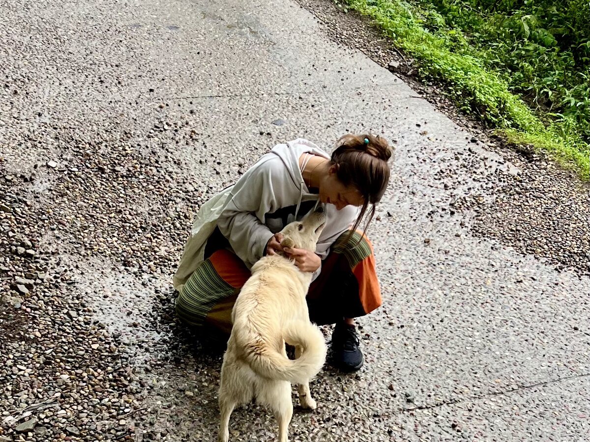Zuwendung für einen Straßenhund auf dem Weg