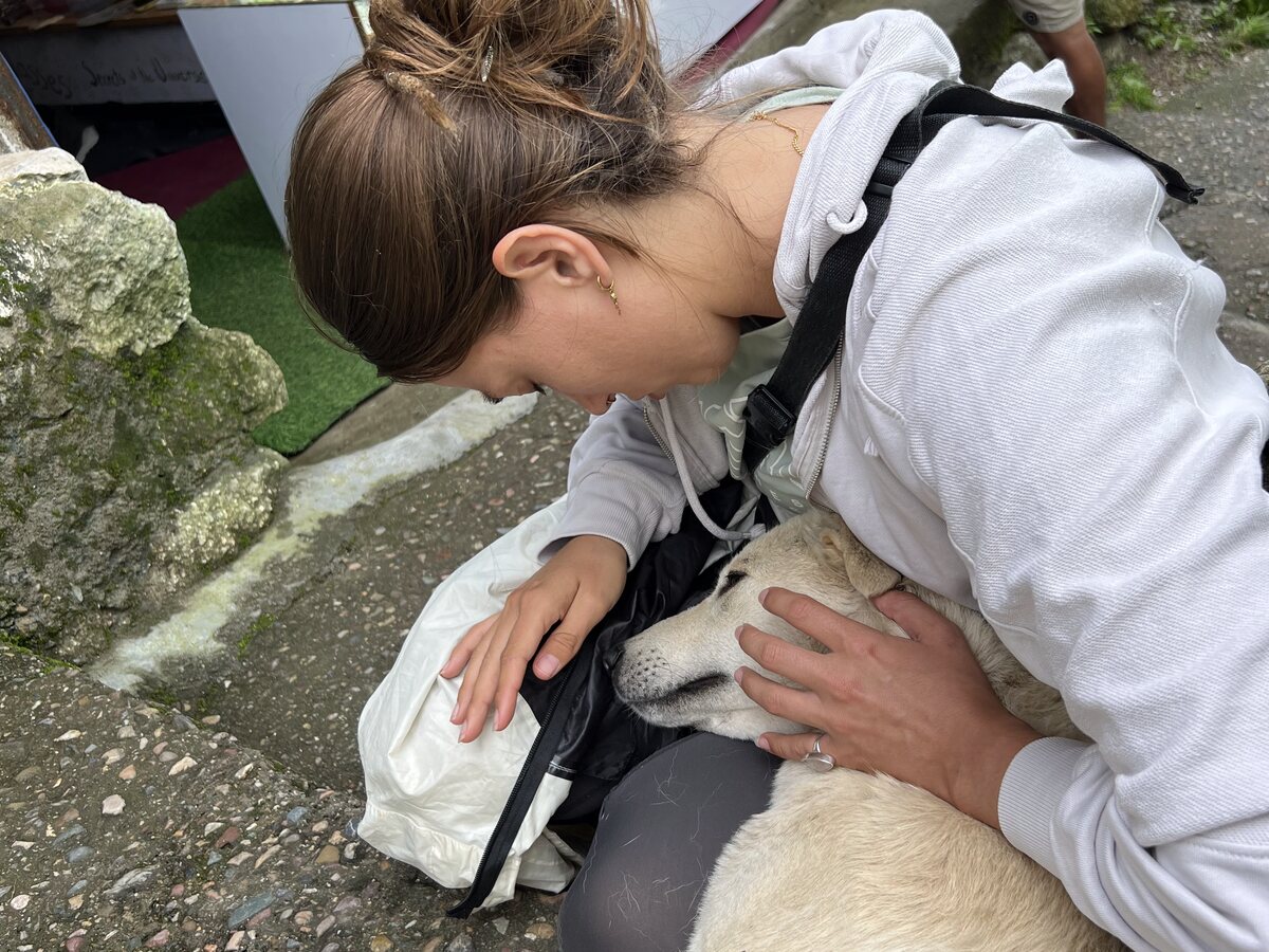 Versorgung eines Hundes vor Ort