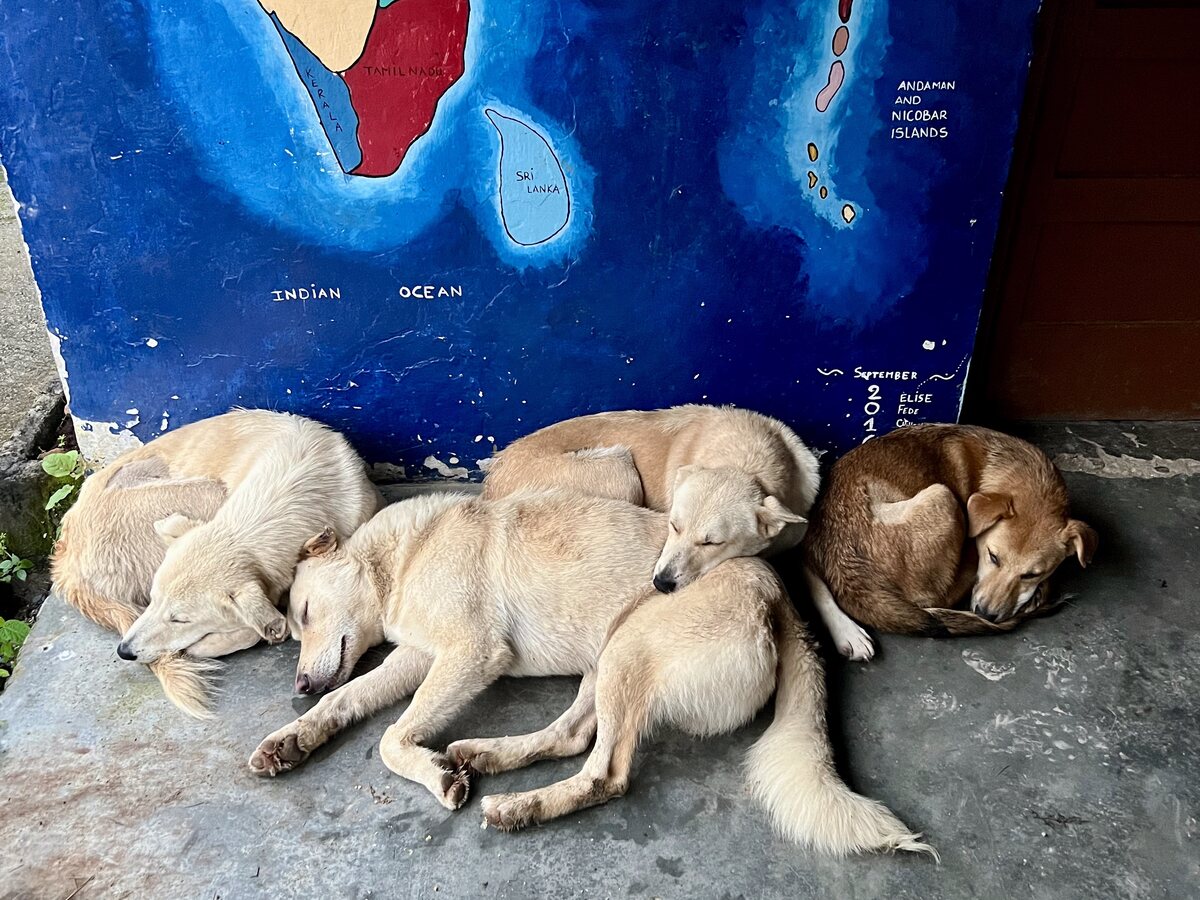 Ruhende Hunde – medizinische Versorgung und Schutz