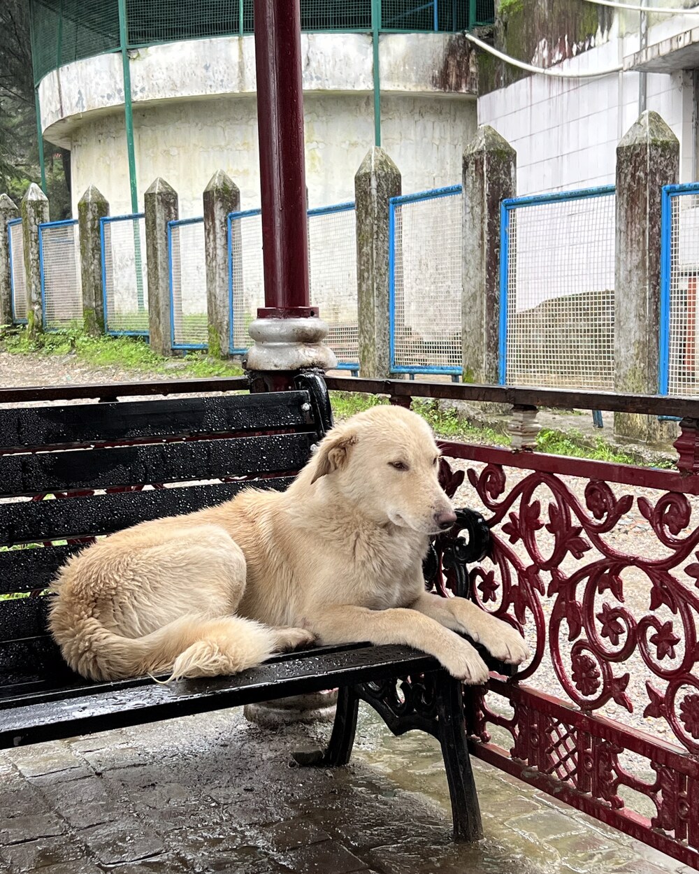 Jack – Straßenhund aus Dharamkot im Himalaya